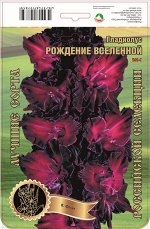 Гладиолус Рождение Вселенной 569,Фотин 2 р-р 7шт (Ф)