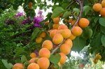 Абрикос Хабаровский (в тубе)