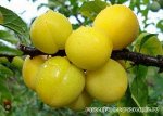 Алыча Мара (в тубе)