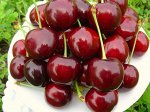 Черешня Крупноплодная (в тубе)