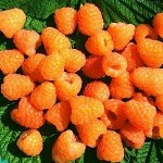 7 цветов 9! Предзаказ на апрель