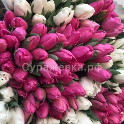 Тюльпаны от ЛПХ Суражевка — лучшие сорта в закупке