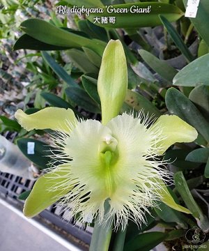 Орхидея каттлея  Rl. digbyana 'Green Giant' FCC/AOS