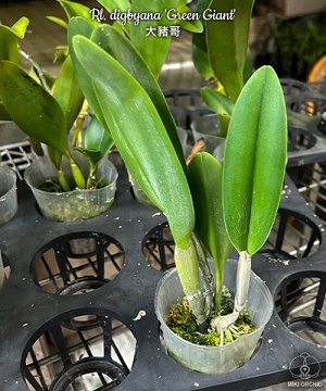 Орхидея каттлея  Rl. digbyana 'Green Giant' FCC/AOS
