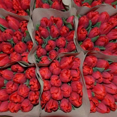 Три вида красных тюльпанов! - Лолибелла самый крупный сорт