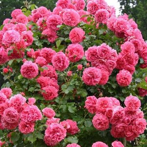 Роза розариум ютенсен