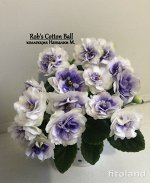 Фиалка Rob&#039;s cotton Bell