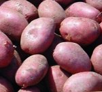 Картофель семенной &quot;Ред Фентези&quot;, среднеранний