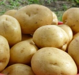 Картофель семенной "Гала", среднеранний