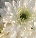 White Sheena, Хризантема крупноцветковая, одноголовая