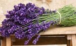 Лаванда узколистная Вознесенская