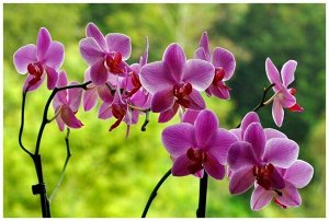 Грунт Фаско для орхидей специализированный, 2,5 л