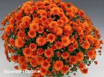 Бранбич Оранж, Хризантема мультифлора, зкс