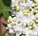 Сирень