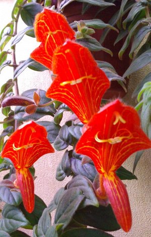 Колумнея Крупные красно - оранжевые цветы с жёлто - оранжевым сетчатым рисунком. Матовый опушённый некрупный лист. Очень обильное цветение.