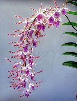 Den. lasianthera × sib