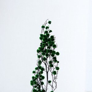 Сухие цветы «Молочай Миля» , 25, длина — 70 см, цвет зелёный