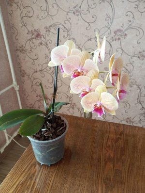 Цветущие орхидеи! Распродажа