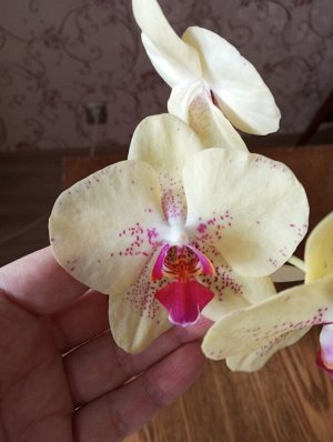 Цветущие орхидеи! Распродажа