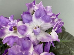 Фиалка ЕК-Акварельная Прелесть