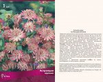 Астранция Крупная (Поиск) (уп-1шт) розовато-зеленый, h-70см