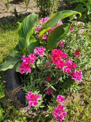 Семена цветов Годеция "Летний шарм", смесь сортов, 0,05 г