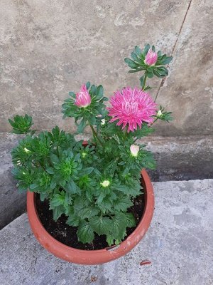 Семена цветов Астра пионовидная "Кварцевая башня", 0,2 г