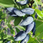 Жимолость Blue Banana