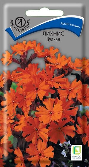 Лихнис Вулкан (Код: 91541)