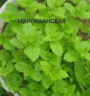 Мята Марокканская