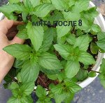 Мята После 8