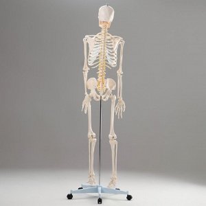 Макет "Скелет человека" 170см