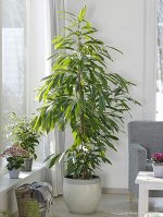 Фикус амстел кинг