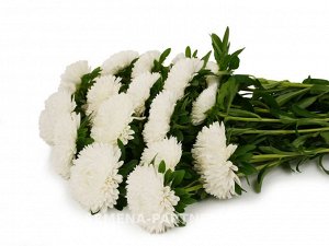 Агрофирма Партнёр Астра китайская Свадебный Вальс