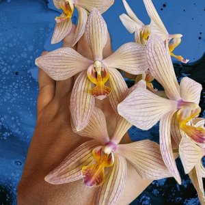 Орхидея фаленопсис  P.apordita x Sin Yuan Golden Beauty