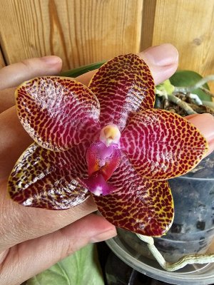 Орхидея фаленопсис  MCL141 P.Mituo Gigan Dragon ‘Litchi’
