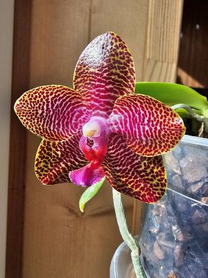 Орхидея фаленопсис  MCL141 P.Mituo Gigan Dragon ‘Litchi’