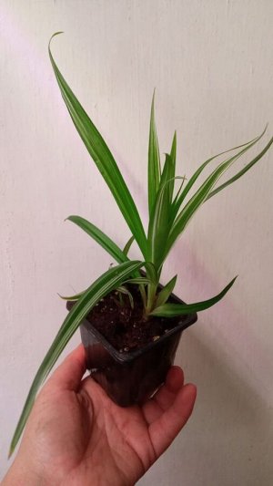 Циперус раскидистый вариегатный (Cyperus diffusus)