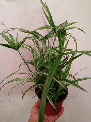 Циперус раскидистый вариегатный (Cyperus diffusus)