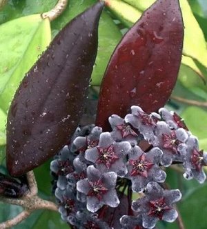 Хойя рубикалис cv. Royal Hawaiian Purple