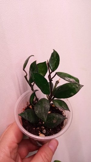Хойя Hoya krohniana black leaves