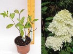 Гортензия метельчатая Геркулес