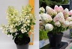 Гортензия метельчатая Литтл Блоссом