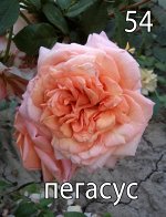 Розы