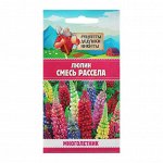 Семена цветов Люпин &quot;Смесь Рассела&quot;, 0,5 г