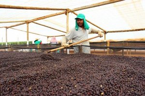 Tasty Coffee Кофе моносорт эспрессо &quot;Бразилия Фанки&quot;, в зернах, 1 кг