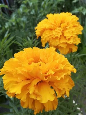 Бархатцы прямостоячий низкорослый золотисто-оранжевый, О, 0,1 г