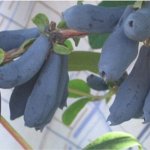 Жимолость Синий утес (4х летка)