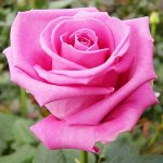 Аква розовая
