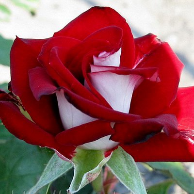 🌹 Шикарные Розы со Скидкой Туи Можжевельник — СКИДКА на Чайно-гибридные Розы